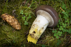 Gomphidius glutinosus