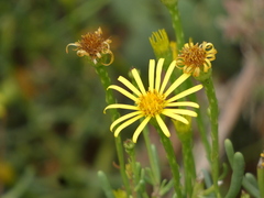 Limbarda crithmoides