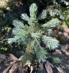 Herpotrichia juniperi