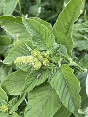 Amaranthus