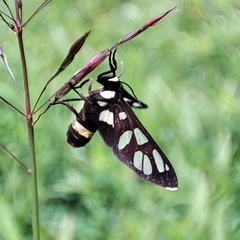 Amata sperbius
