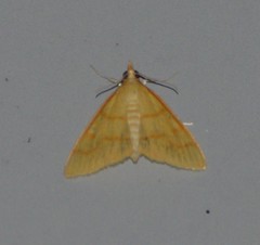 Helvibotys helvialis
