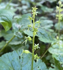 Neottia cordata