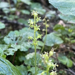 Neottia cordata