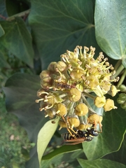 Formica cinerea