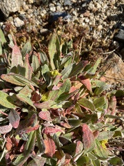 Eriogonum