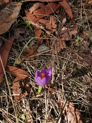 Crocus serotinus