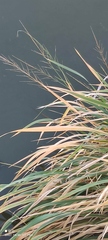 Zizania latifolia