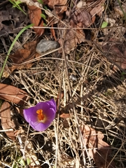 Crocus serotinus