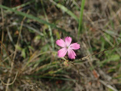 Dianthus polymorphus
