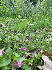 Persicaria longiseta