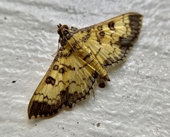 Diacme elealis
