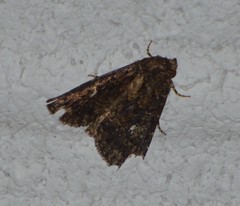 Condica albigera