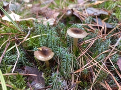 Hygrophorus hypothejus