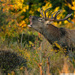 Red Deer - Photo (c) yakov_oskanov, some rights reserved (CC BY-NC)