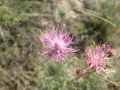 Jurinea cyanoides