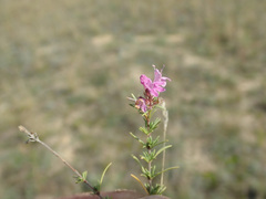 Thymus pallasianus