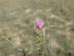 Thymus pallasianus