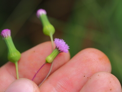 Emilia sonchifolia