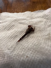 Vaejovis carolinianus