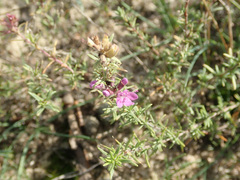 Thymus pallasianus
