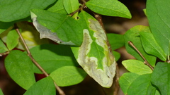 Leucanthiza dircella