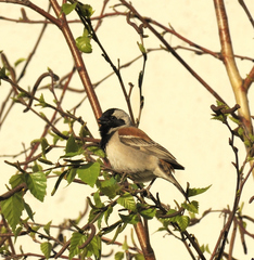 Passer melanurus vicinus