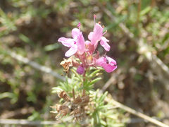 Thymus pallasianus