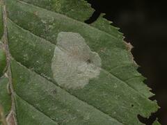 Phyllonorycter esperella