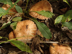 Hebeloma nanum
