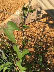 Ipomoea lacunosa