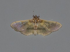 Apilocrocis brumalis
