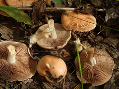 Hebeloma nanum