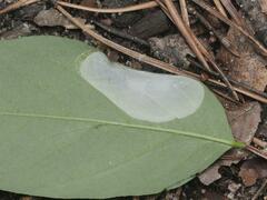 Macrosaccus robiniella