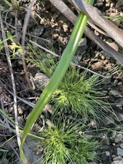 Fimbristylis vahlii