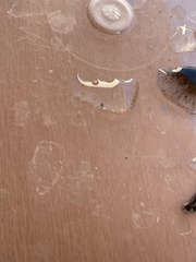 Trombidiformes