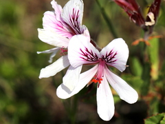 Pelargonium betulinum