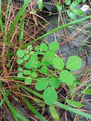 Desmodium rotundifolium