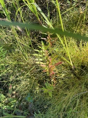 Fimbristylis vahlii