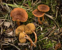 Cortinarius croceus