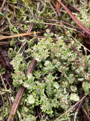 Cladonia gracilis