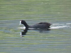 Fulica cristata