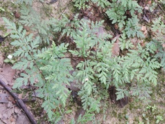 Cheilanthes tenuifolia