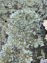 Flavoparmelia baltimorensis