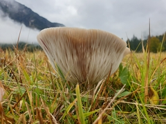 Lepista personata
