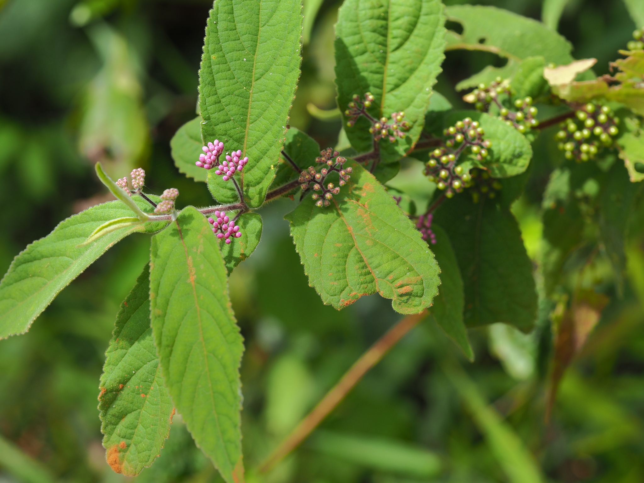 Callicarpa rubella — ảnh 3