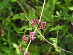 Callicarpa pedunculata
