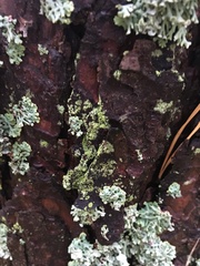 Parmeliopsis ambigua