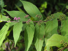 Callicarpa pedunculata