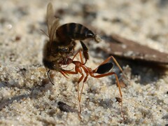 Leptomyrmex nigriventris